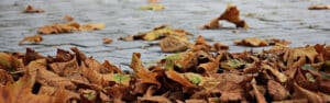 golden autumn