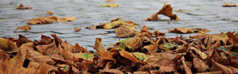 golden autumn